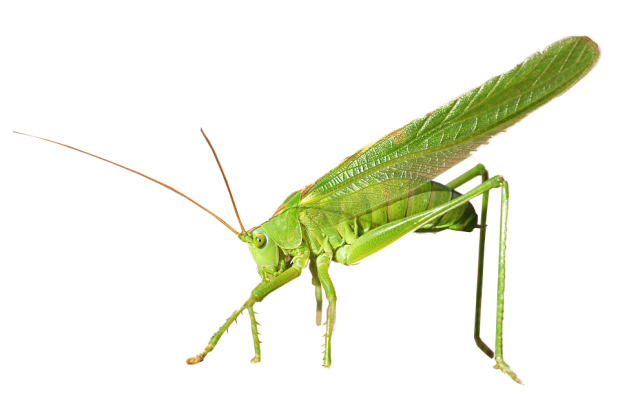 kobylka-zelena